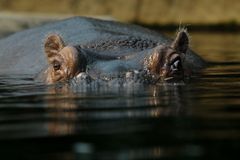 Hippopotamus