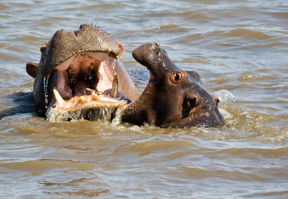 Hippopotamus