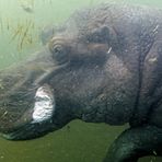 ... Hippopotamus amphibius ...