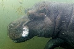 ... Hippopotamus amphibius ...