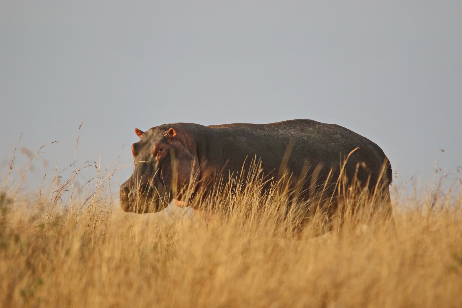 Hippopotamus amphibius