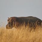 Hippopotamus amphibius