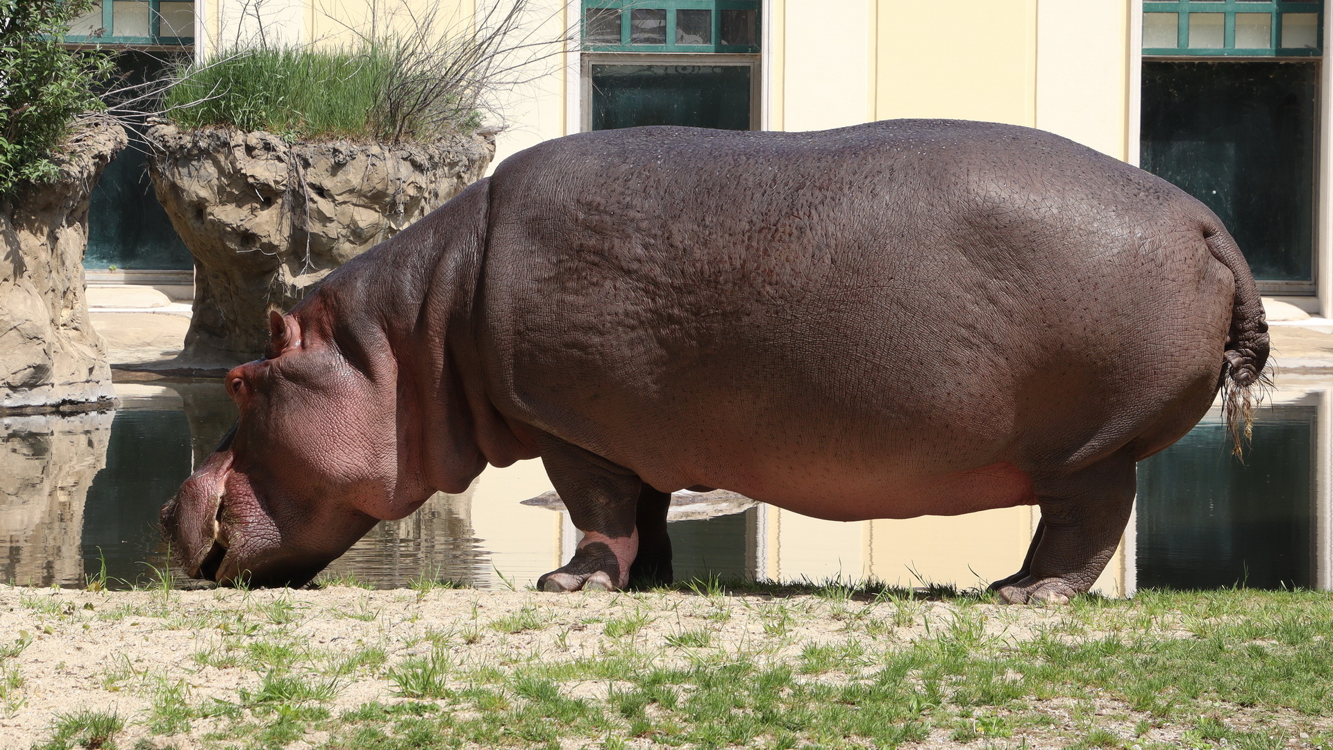 Hippopotamus amphibius