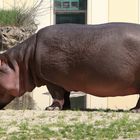 Hippopotamus amphibius