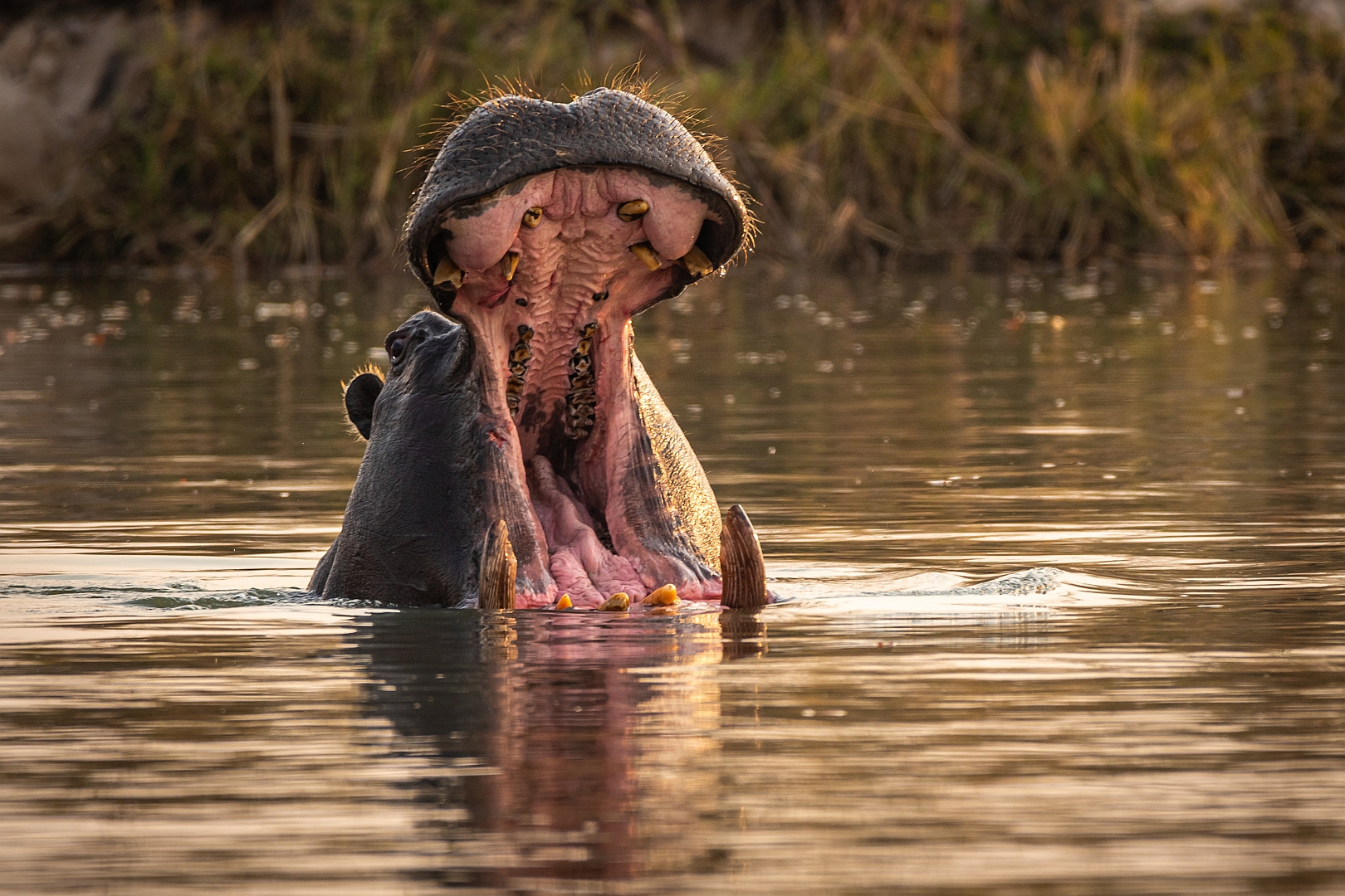 Hippopotamus amphibius