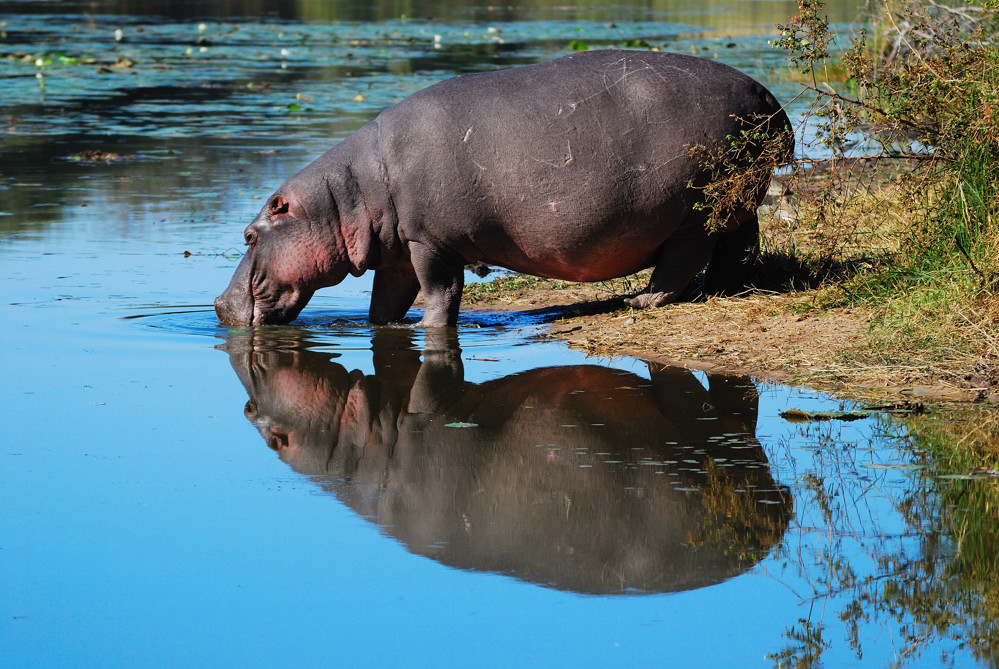 Hippopotamus amphibius