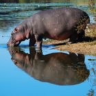 Hippopotamus amphibius