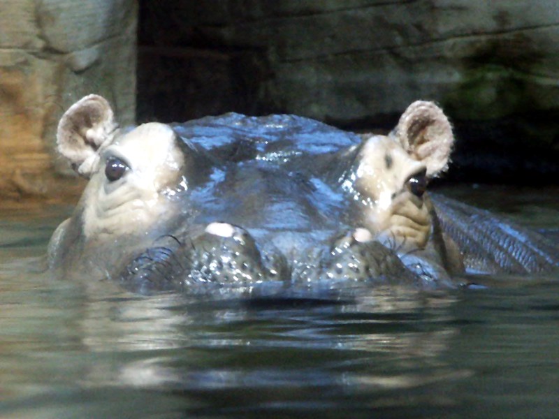 Hippopotamus amphibius