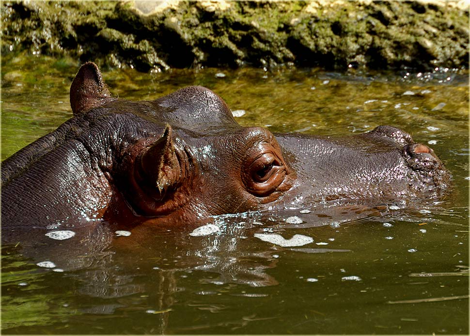 Hippopotamus amphibius...