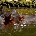 Hippopotamus amphibius...