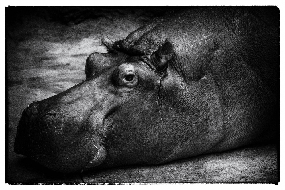 Hippopotamus amphibius - das gemeine Flusspferd