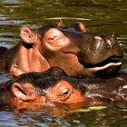 Hippopotamus amphibius