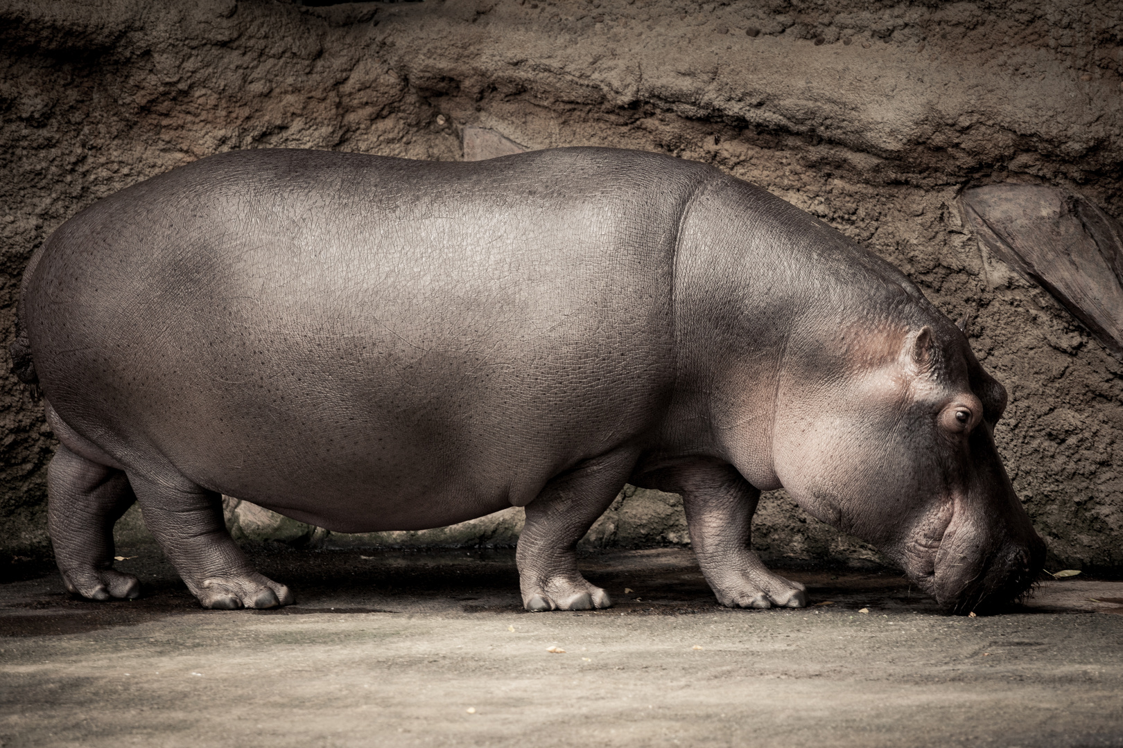 Hippopotamus amphibius Foto & Bild tiere, zoo, wildpark & falknerei