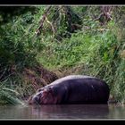 Hippopotamus Amphibius