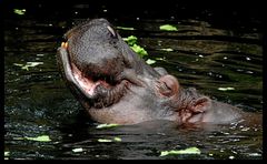 " Hippopotamus amphibius" Kurz: Hippo
