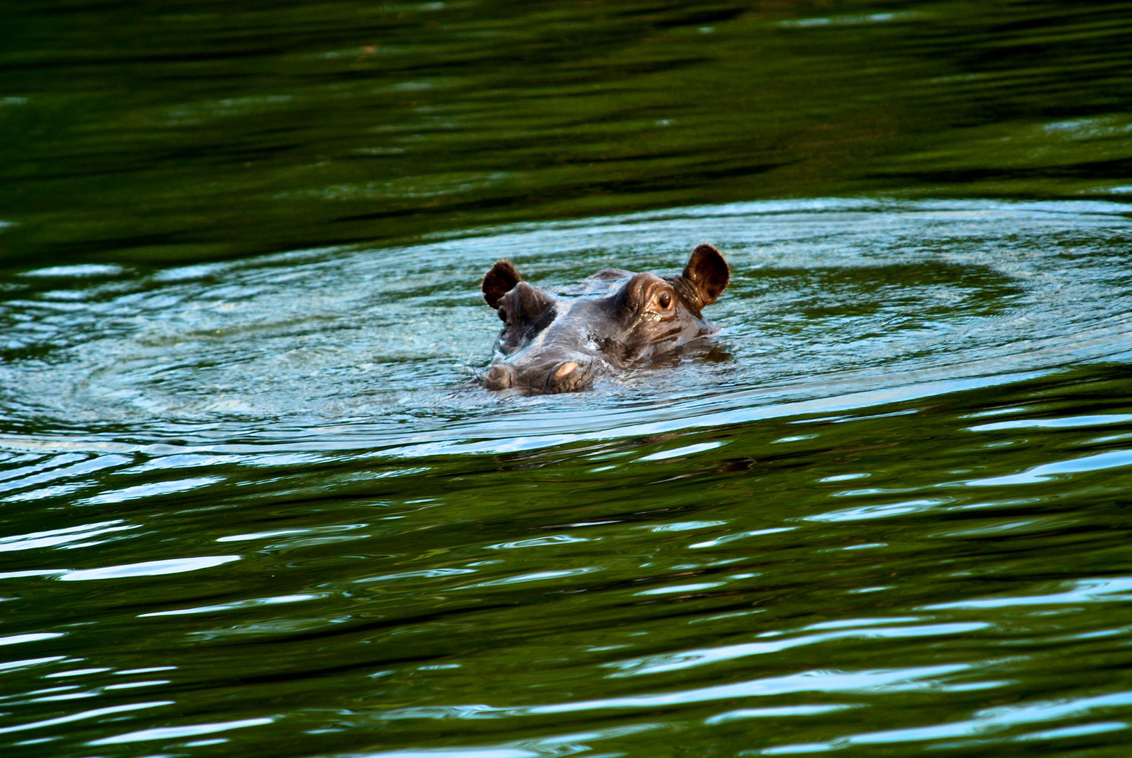 Hippopotamus breaks the surface