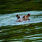 Hippopotamus breaks the surface