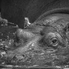 Hippopotamus - BW