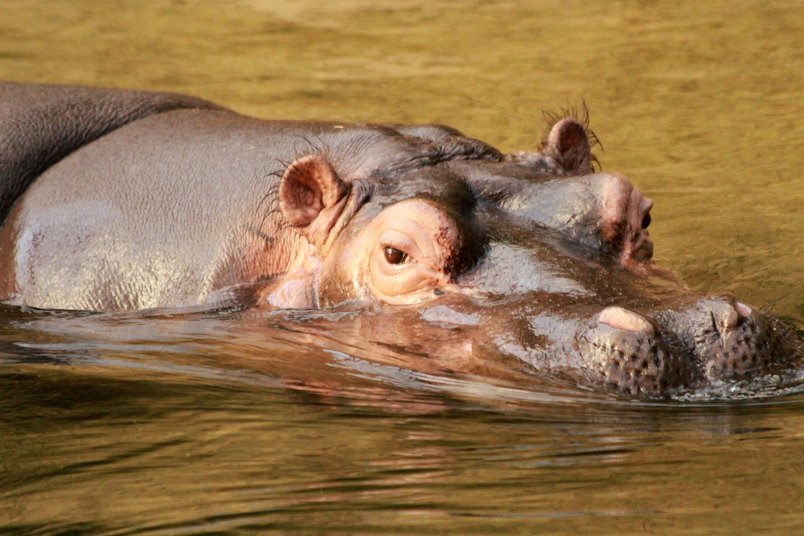 Hippopotamus