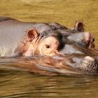 Hippopotamus