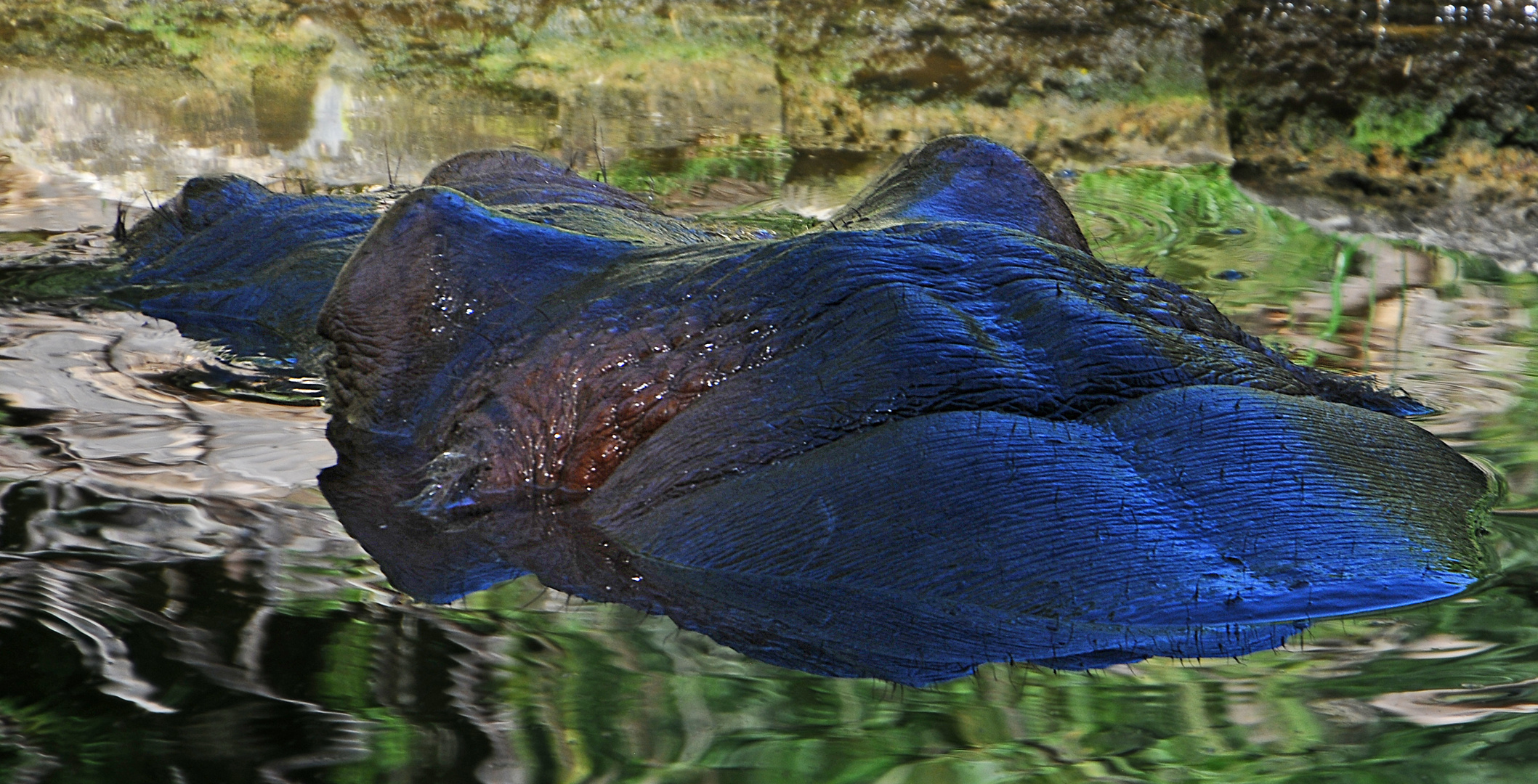 'Hippopotamus caeruleus'