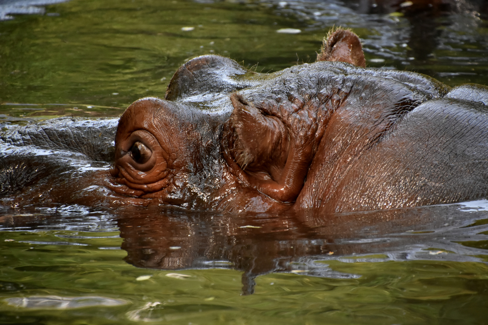 Hippopotamus- Flusspferdchen...!