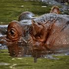 Hippopotamus- Flusspferdchen...!