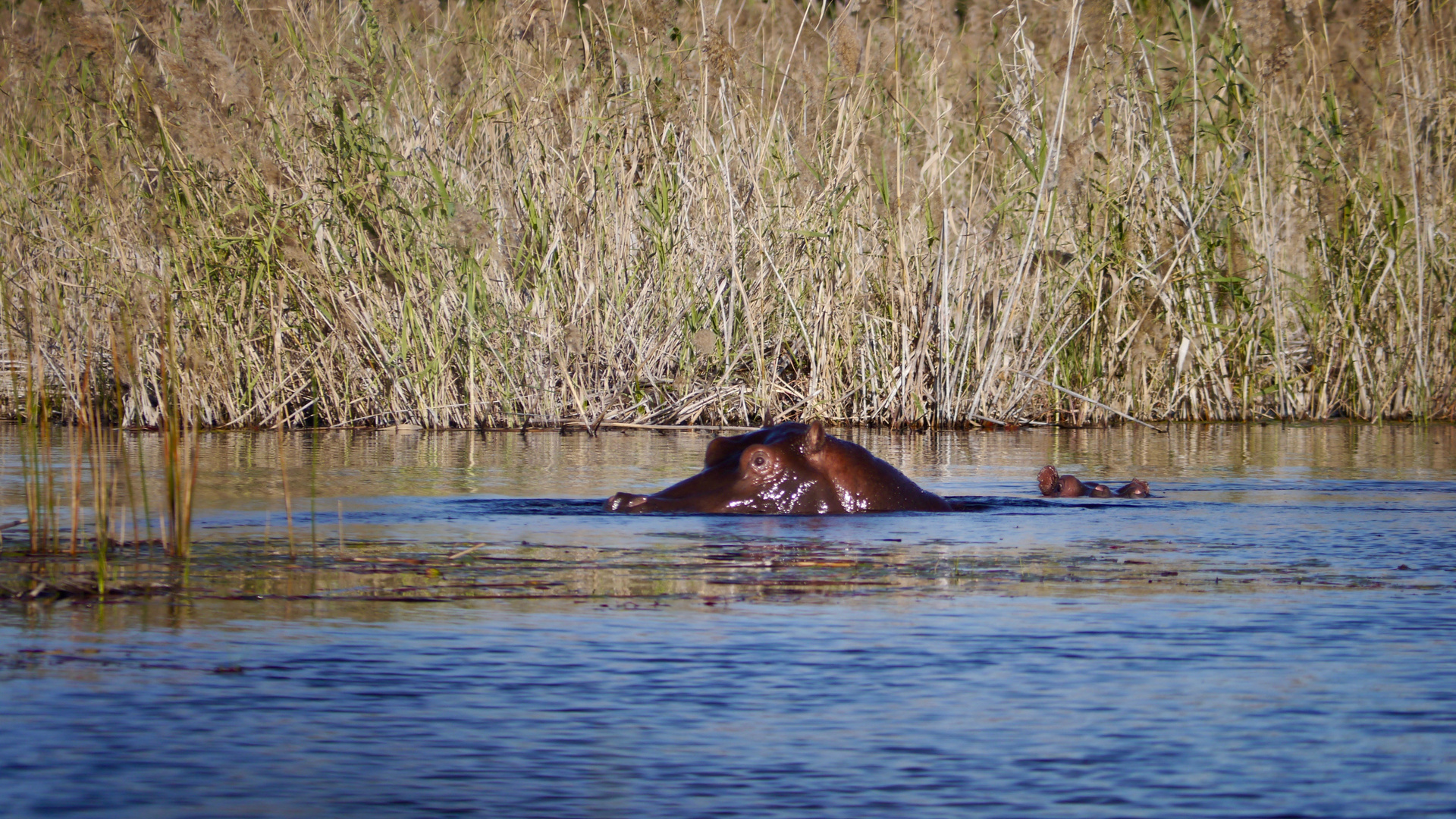 Hippopotamus mitsamt Baby.