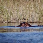 Hippopotamus mitsamt Baby.