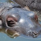 Hippopotamus youngster