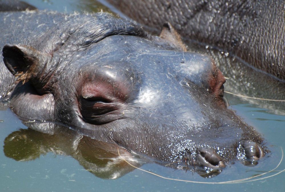 Hippopotamus youngster