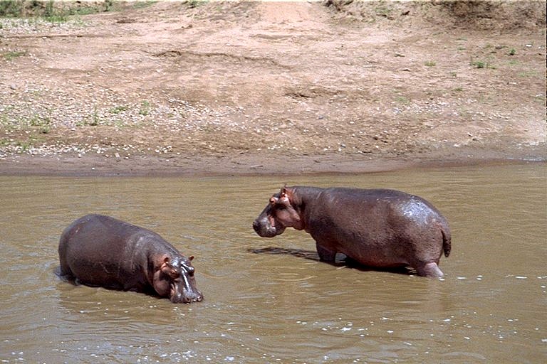 Hippos