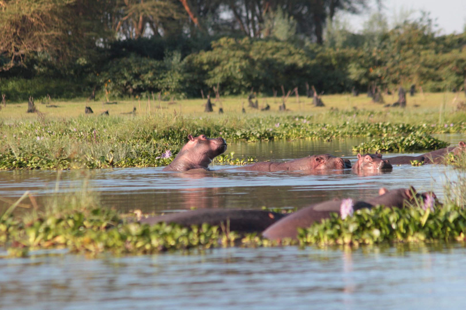 Hippos