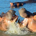 hippos...