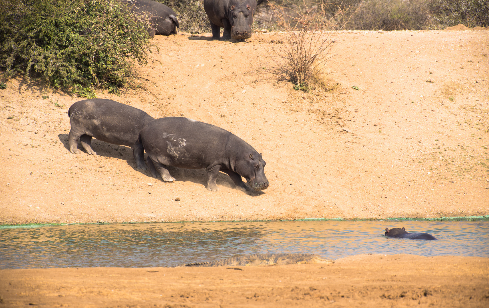 Hippos