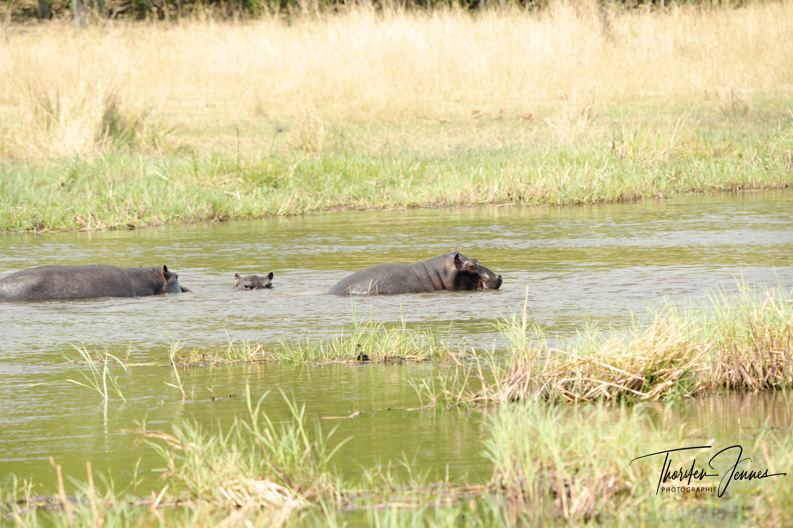 Hippos 2 Kopie