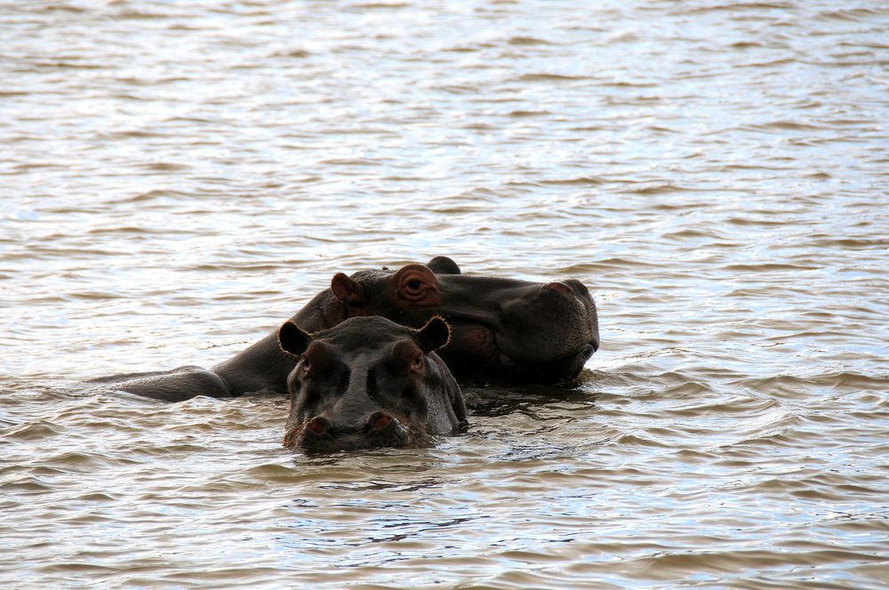 Hippos