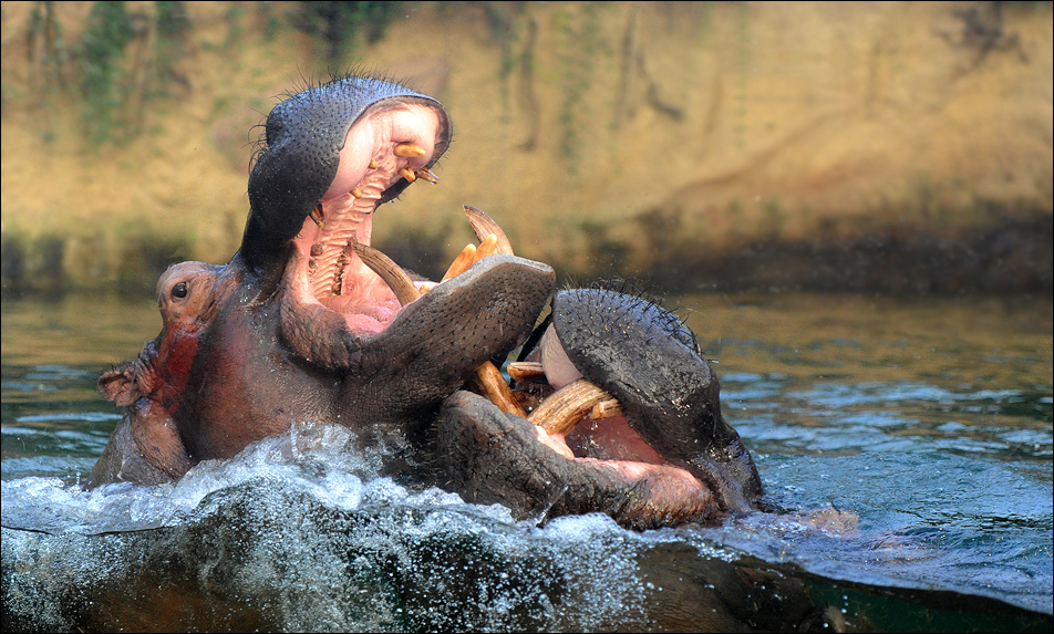 Hippos