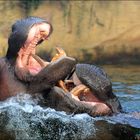 Hippos