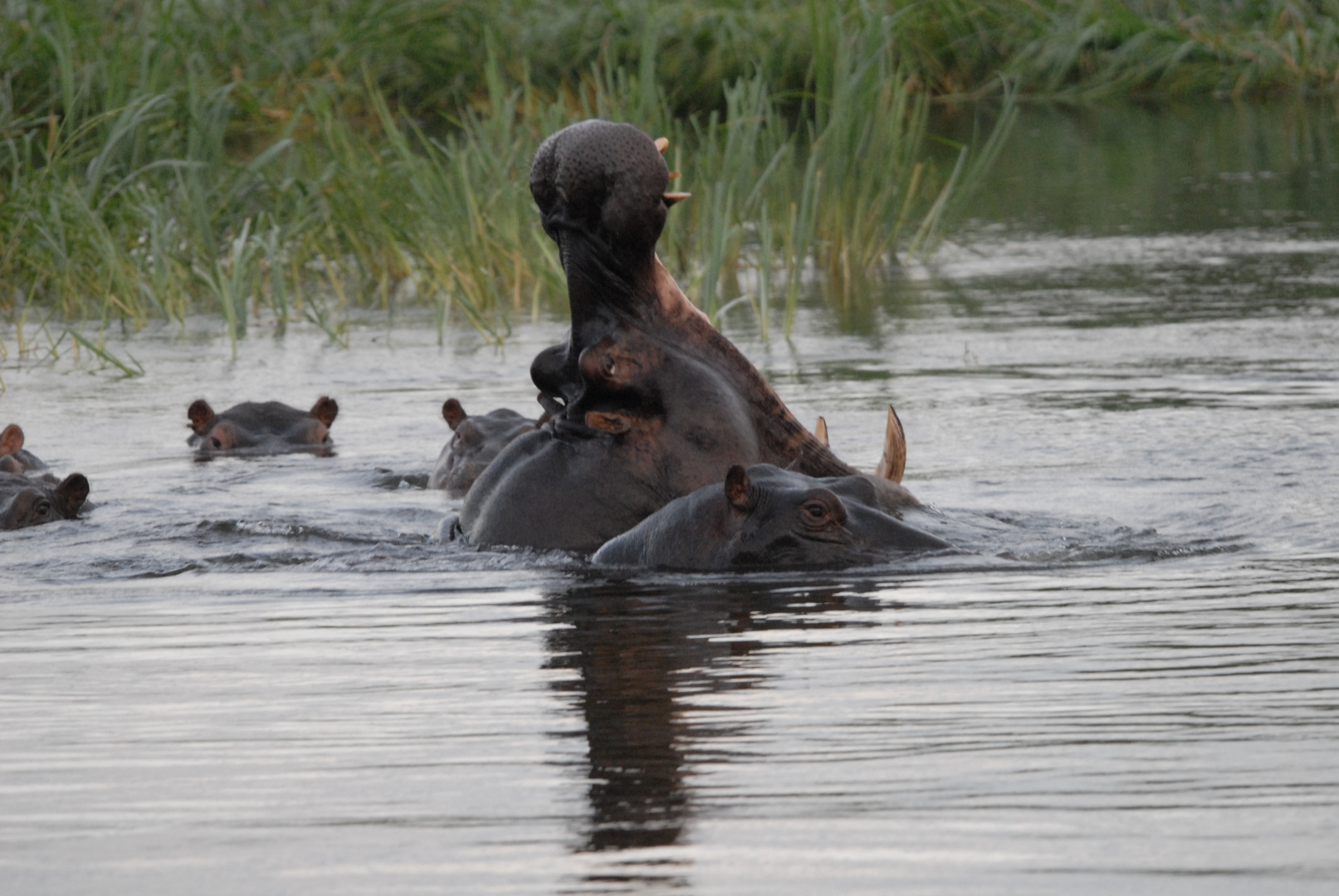 Hippos