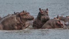 Hippos