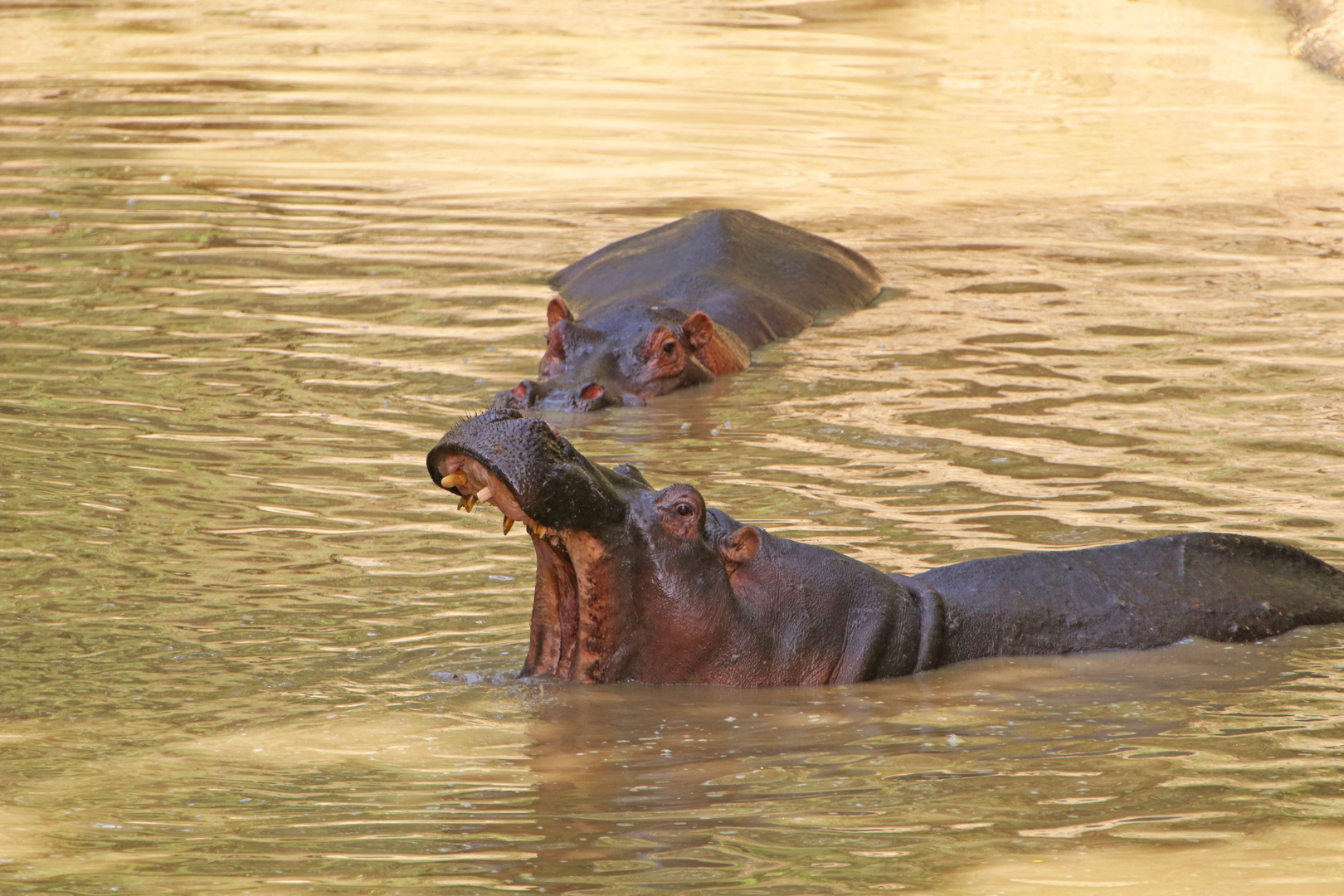 Hippos