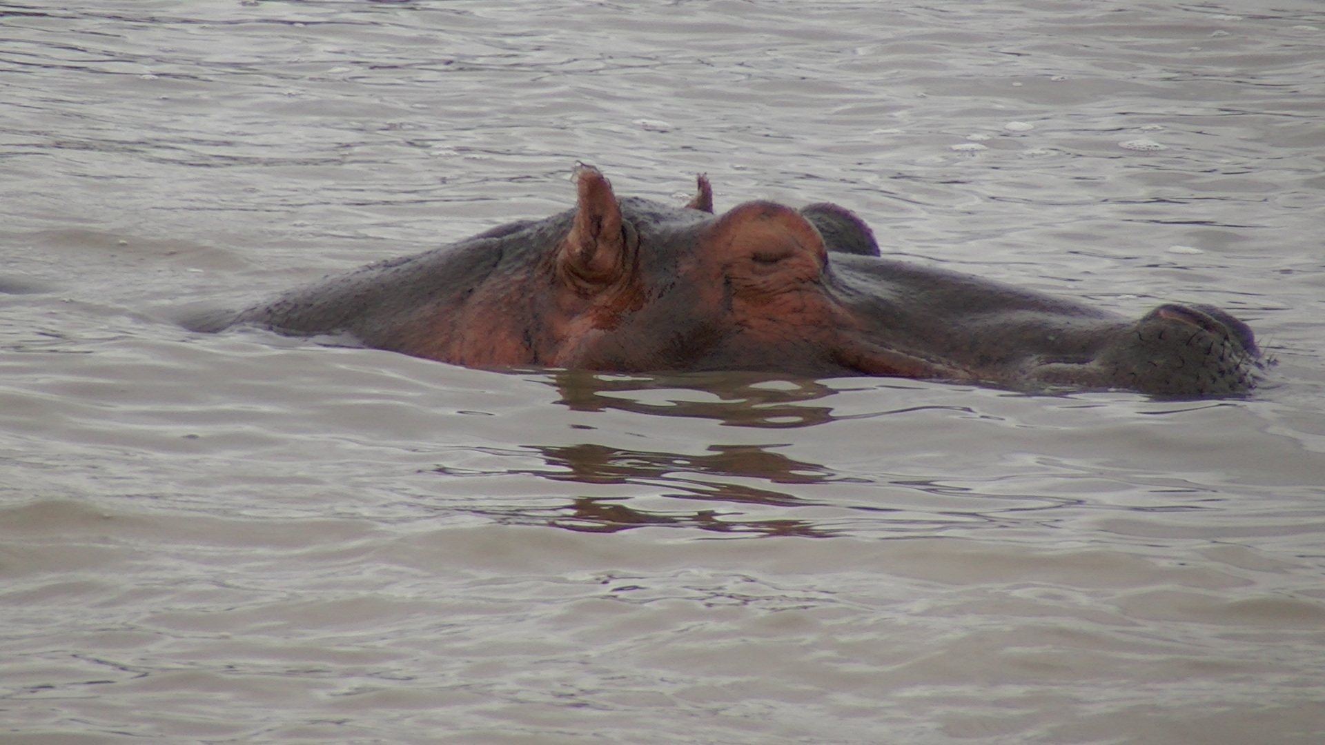 Hippos