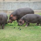 hippos