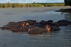 Hippos am St.Lucia River / Südafrika beim Sonnenbaden..