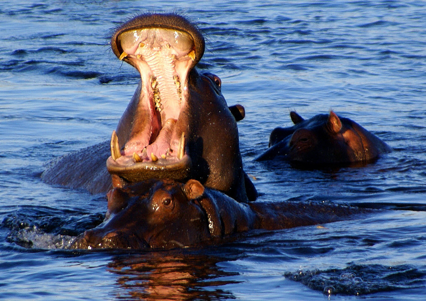 Hippos at Chobe