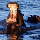 Hippos at Chobe