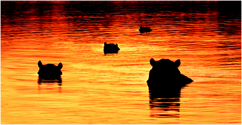 Hippos at Sunset