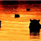 Hippos at Sunset