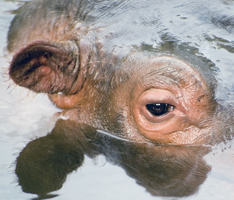 Hippo's Auge